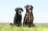 BEAUCERON 430